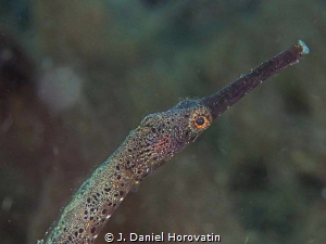 Pipefish on the hunt. by J. Daniel Horovatin 
